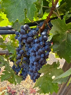 収穫目前の美しいカベルネ・ソーヴィニヨン