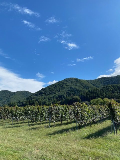 桔梗ヶ原の景色