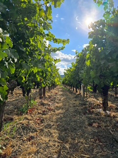 美しく管理されたブドウ畑